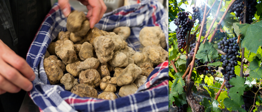 Foto interne Vecchio Sito 1050 - Tartufo e Uva